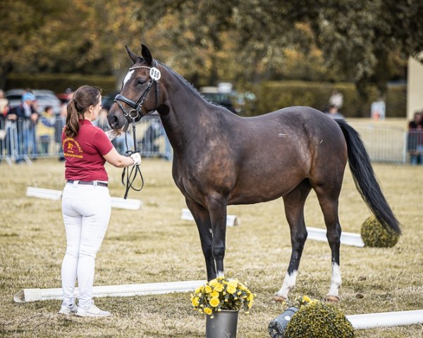 broodmare Gretel 98 (German Riding Pony, 2018, from Herzkoenig NRW)