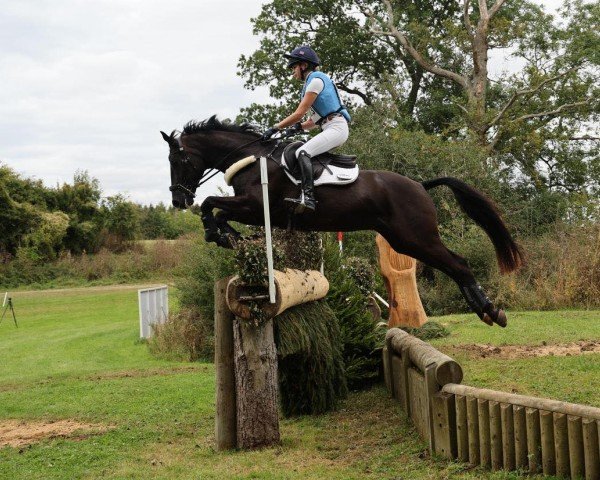 dressage horse Delauney (Trakehner, 2017, from Helium)