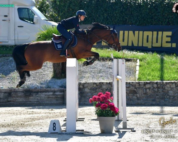 broodmare Helice Grim (Selle Français, 2017, from Candy de Nantuel)