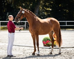 jumper A Girl for the Future (German Sport Horse, 2021, from For The Future)