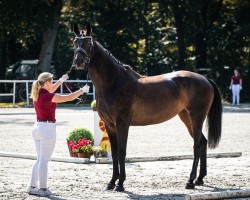 broodmare Cydria MBR (German Sport Horse, 2019, from Cyrill D)