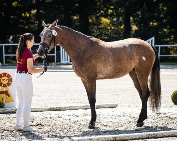 jumper Fabiola II (German Sport Horse, 2021, from For The Future)