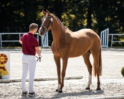 Springpferd Centa (Deutsches Sportpferd, 2021, von Cornet's Quaprice)