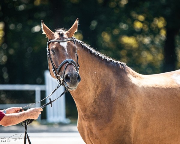 broodmare Trickzi (German Sport Horse, 2020, from Casskeni II)