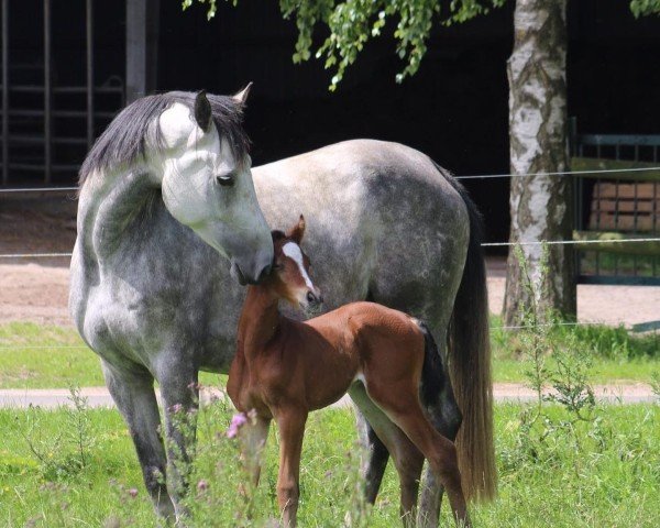 broodmare Bella Cassina GP (Hanoverian, 2009, from Cassini I)