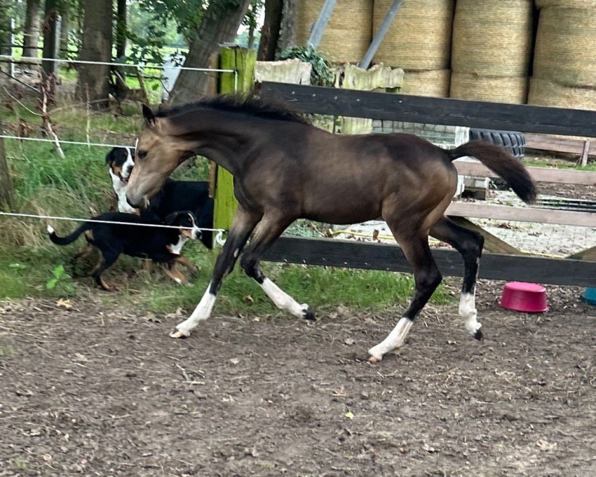 Fohlen von HK Der Herzkönig (Deutsches Reitpony, 2024, von Double Cream)