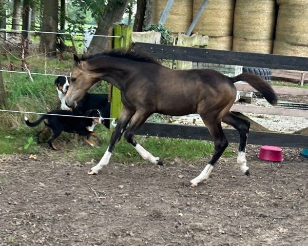 Fohlen von HK Der Herzkönig (Deutsches Reitpony, 2024, von Double Cream)