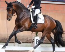 dressage horse Be my Hero 3 (Westphalian, 2017, from HBS Backround)