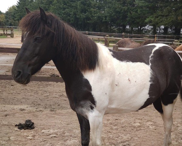 Pferd Frakki vom Steinbuckel (Islandpferd, 2011)