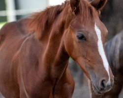 Dressurpferd Hengst von Diamantino Gold T / Malibu Beach Boy (Deutsches Reitpony, 2023, von Diamantino Gold T)