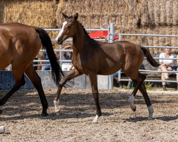 horse Feruni (Trakehner, 2021, from Prince Patmos)