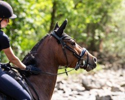 Dressurpferd Donner Buddy (Deutsches Reitpony, 2020, von D'Accord T 3)