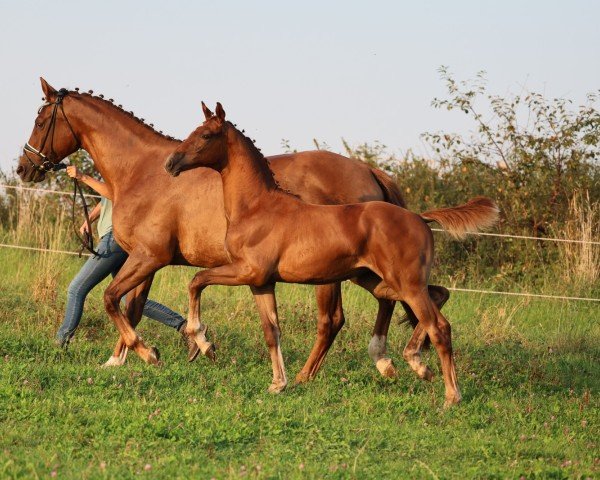 foal by Waltraud (Oldenburg, 2024, from Lodovico)