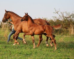 foal Waltraud (Oldenburger, 2024, from Lodovico)