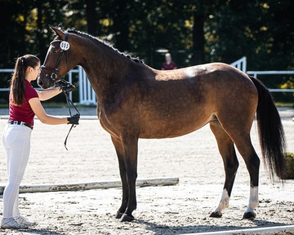 Zuchtstute Zermonie (Deutsches Sportpferd, 2019, von Zaccorado Blue)