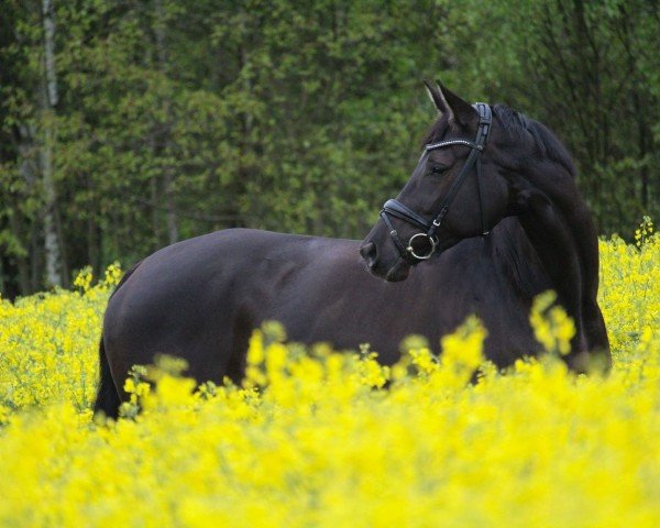 dressage horse Lavendel 157 (Trakehner, 2018, from Herakles TSF)