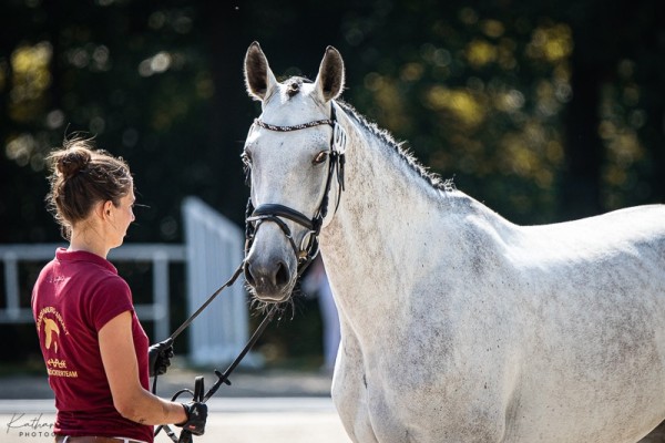 broodmare Calera J (German Sport Horse, 2018, from Caroly)