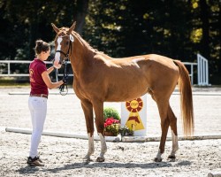 jumper Caprice da la Pequena G (German Sport Horse, 2021, from Chapeau Ciaco)