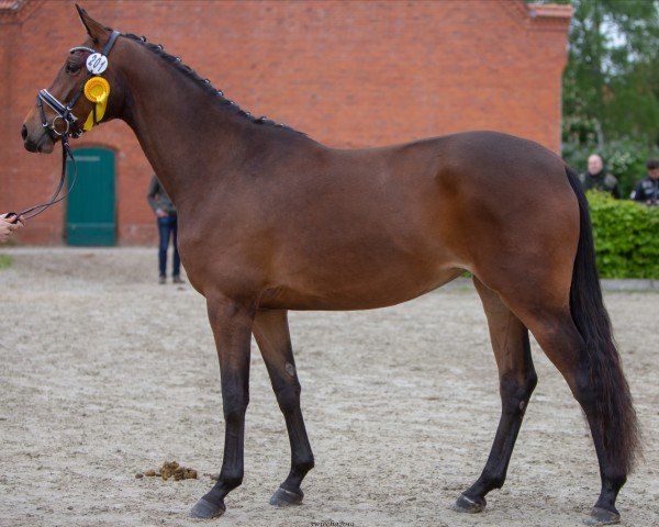 Springpferd Felina 216 (Trakehner, 2016, von Cadeau)