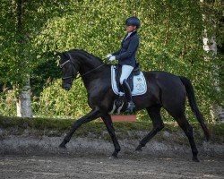 broodmare Donna Bella 60 (Hanoverian, 2019, from Don Martillo)