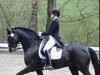 dressage horse Laicado (Rhinelander, 2010, from Lord Loxley I)