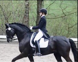 dressage horse Laicado (Rhinelander, 2010, from Lord Loxley I)