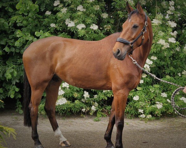 Springpferd Conterno v't Hof van Eversem (Zangersheide Reitpferd, 2016, von Carlow van de Helle)