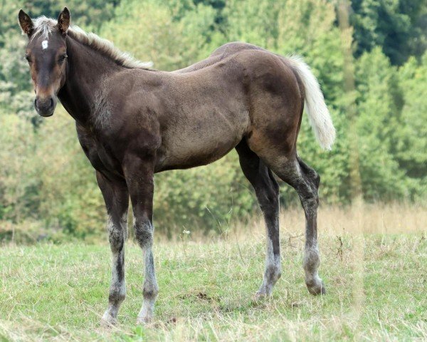 Pferd Dads Silver Princess (Quarter Horse, 2024)