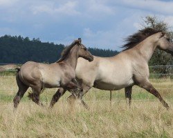 Pferd Chex Silver Snow (Quarter Horse, 2024)