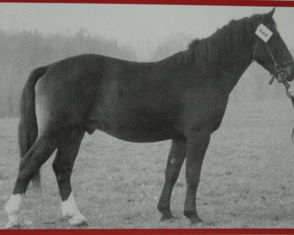 stallion Erlo Mo 1060 (Heavy Warmblood, 1952, from Erasmus II SN 779 (Mo))