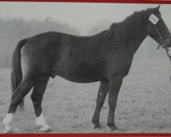 stallion Erlo Mo 1060 (Heavy Warmblood, 1952, from Erasmus II SN 779 (Mo))