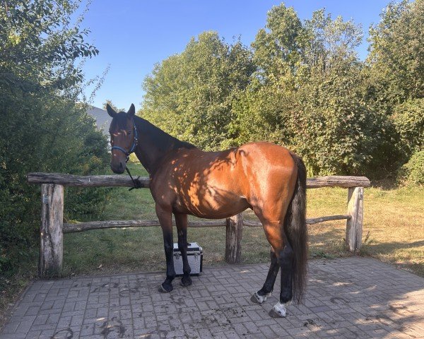 Pferd Tarzan (Polnisches Warmblut, 2019, von Chleb)