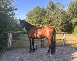 horse Tarzan (Polish Warmblood, 2019, from Chleb)