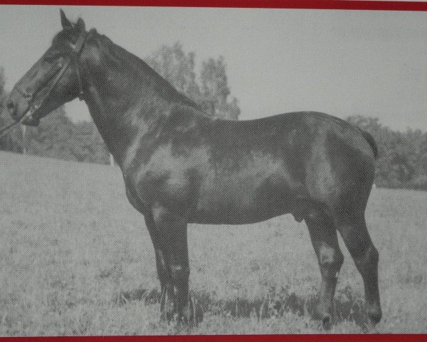 stallion Erasmus II SN 779 (Mo) (Heavy Warmblood, 1944, from Erlkönig Mo 124)