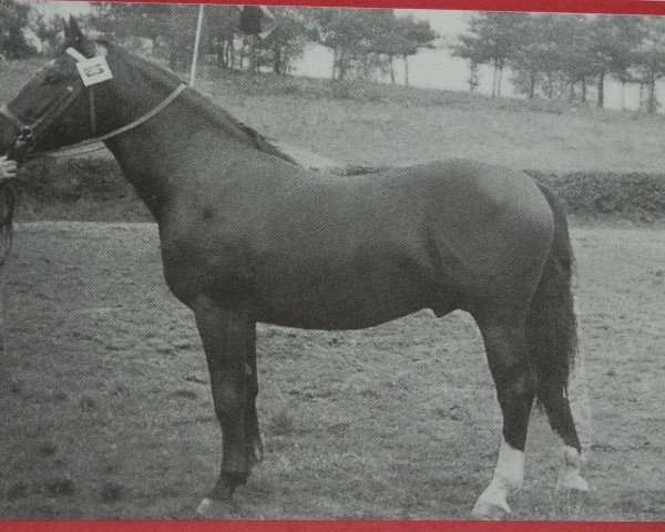 stallion Gardo Mo 1108 (Heavy Warmblood, 1955, from Gralf Mo 394)