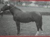 stallion Gardo Mo 1108 (Heavy Warmblood, 1955, from Gralf Mo 394)