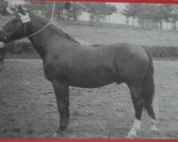 Deckhengst Gardo Mo 1108 (Schweres Warmblut, 1955, von Gralf Mo 394)