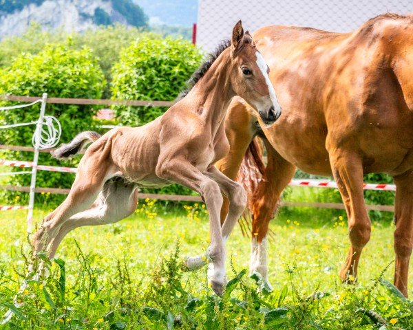 foal by Quite Revel CH (Swiss Warmblood, 2024, from Quite Great)