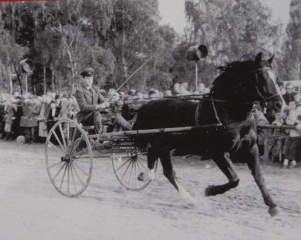 horse Lofalk Mo 924 (Heavy Warmblood, 1946, from Lord I Mo 189 (OF 1678))