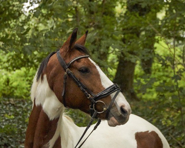 jumper Savita 5 (Pinto / Small Riding Horse, 2008, from Sanyo)