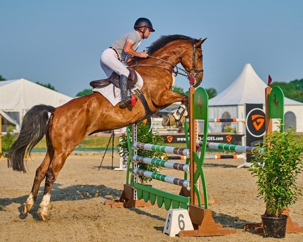 jumper Cash Brownie SP (Oldenburg show jumper, 2014, from Cador 5)