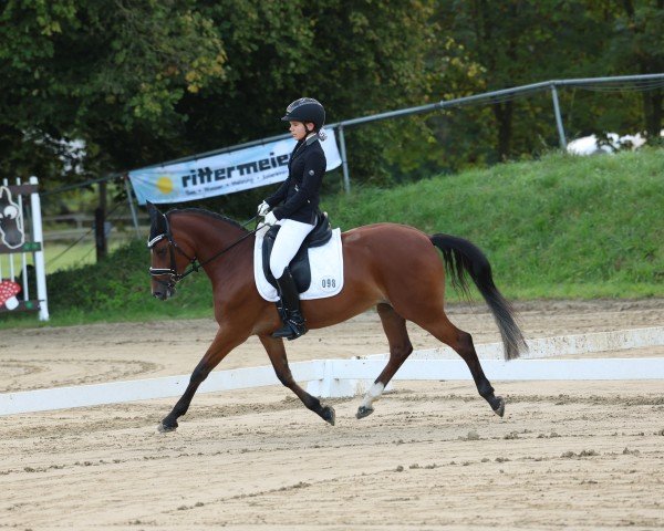 dressage horse Dancing Chocolate L (German Riding Pony, 2017, from Dreidimensional AT NRW)