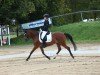 Dressurpferd Dancing Chocolate L (Deutsches Reitpony, 2017, von Dreidimensional AT NRW)