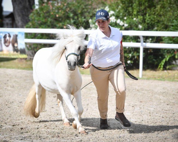 Pferd Minnie (Shetland Pony, 2022, von BAREZZ FROM BROKEN COLOUR)