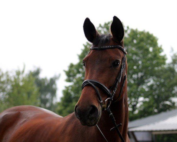 dressage horse Loayana (Oldenburg, 2000, from Lord Sinclair I)