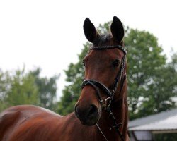 dressage horse Loayana (Oldenburg, 2000, from Lord Sinclair I)