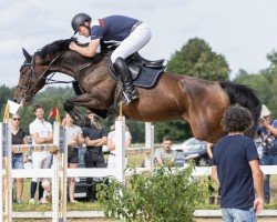 jumper Louisiana 168 (Austrian Warmblood, 2015, from Acasino B)