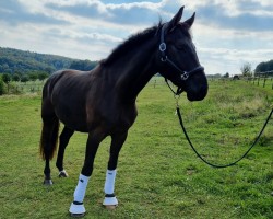 dressage horse Bo Lino F. (Westphalian, 2021, from Baron)