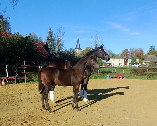 dressage horse Mamiko F. (Westphalian, 2022, from E.H. Millennium)