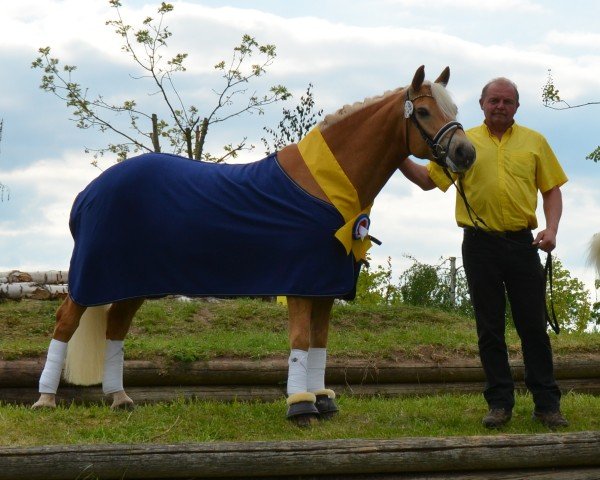 dressage horse Bonifatius SCH (2,93% ox) (Edelbluthaflinger, 2011, from Barolo)